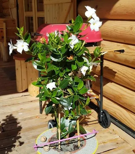 Domek letniskowy Cicha Polana